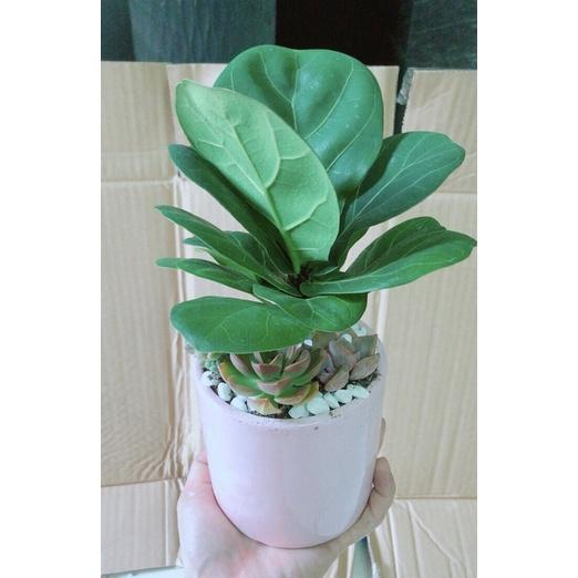 Chậu Cây Bàng Tiểu Cảnh Để Bàn Đẹp