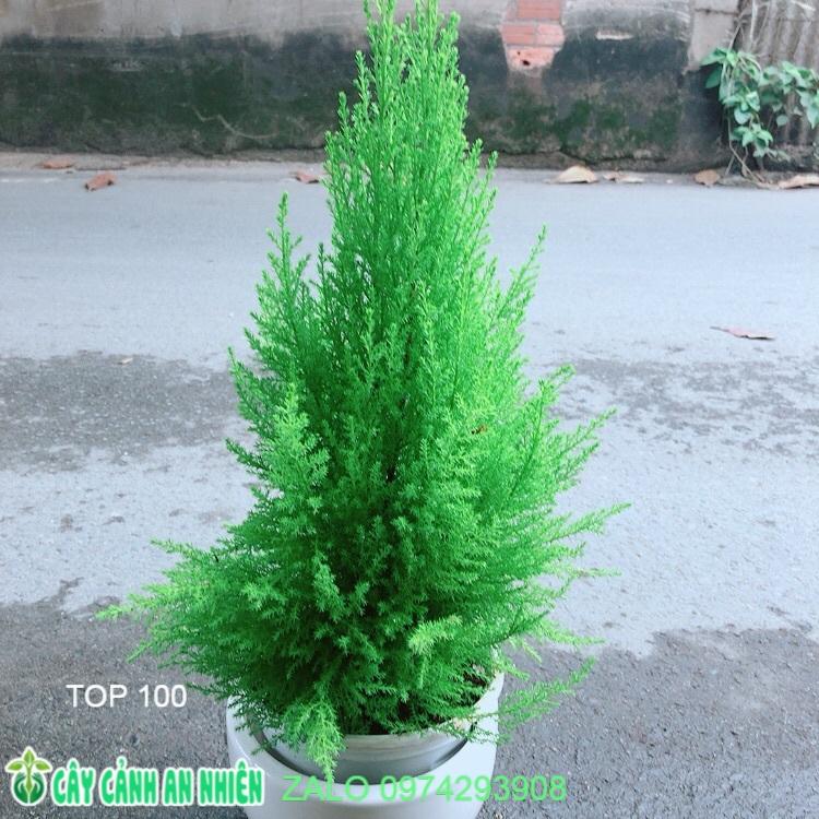 Chậu Cây Tùng Thơm