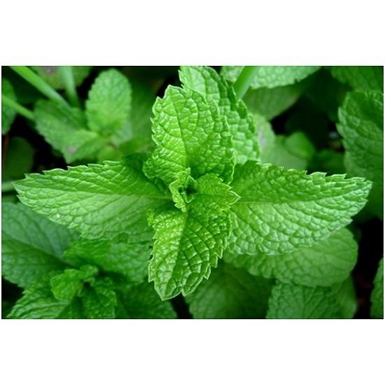 Hạt giống Cây Bạc Hà, Bạc Hà Cay Peppermint