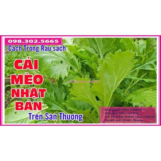 Hạt giống rau cải mèo gói 20gr