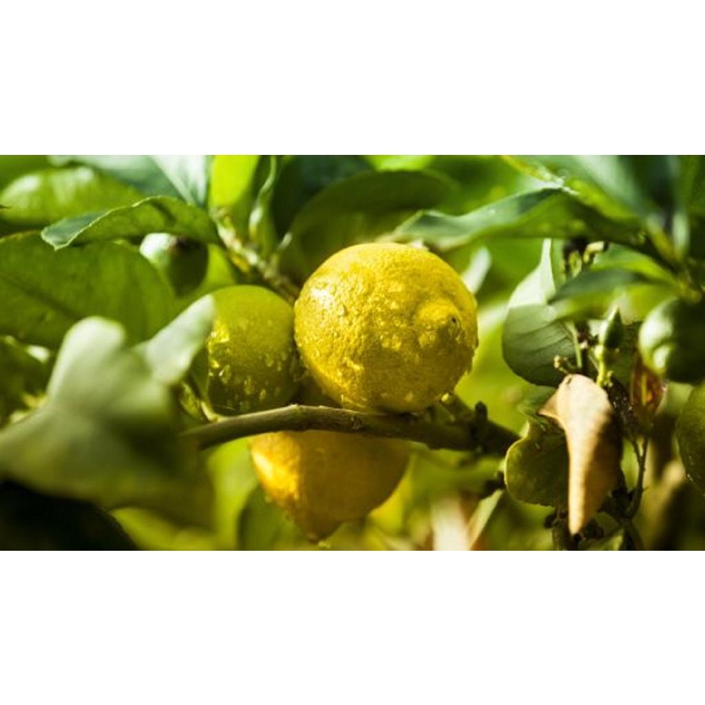 CÂY GIỐNG CHANH VÀNG KHỔNG LỒ
