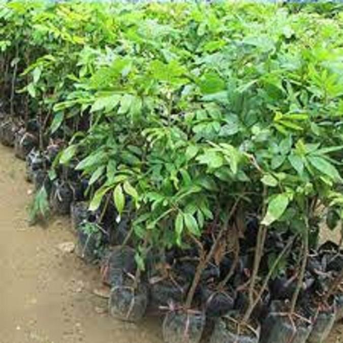 CÂY GIỐNG NHÃN HẠT LÉP THÁI LAN SIÊU NGON SIÊU QUẢ- CAM KÊT GIỐNG CHUẨN F1
