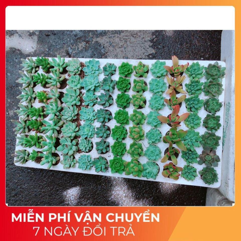 Combo 12 cây sen vỉ