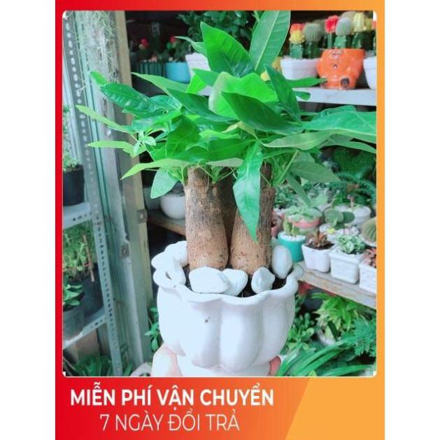 Chậu Kim Ngân 3 Thân