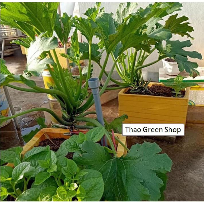 Hạt giống bí ngòi xanh đậm F1 siêu to