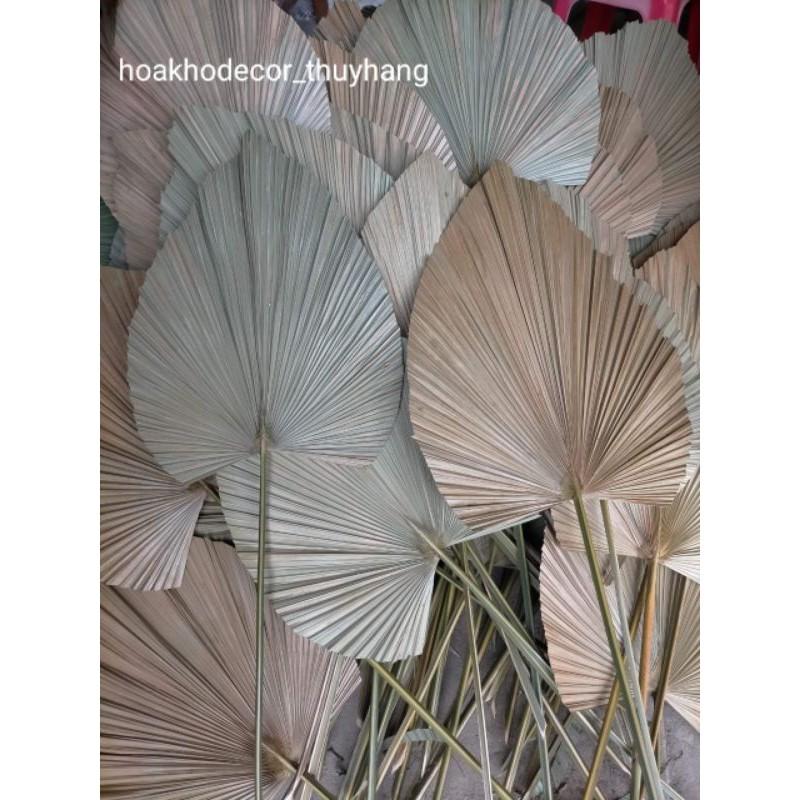 Lá Cọ Khô Tự Nhiên Trang Trí, Decor