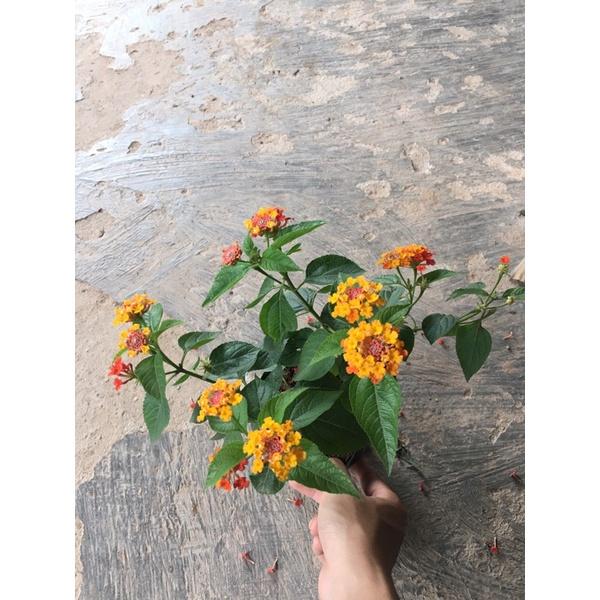 Cây hoa ngũ sắc cam cao 20-25cm thích hợp trang trí ban công , sân vườn,tiểu cảnh ...