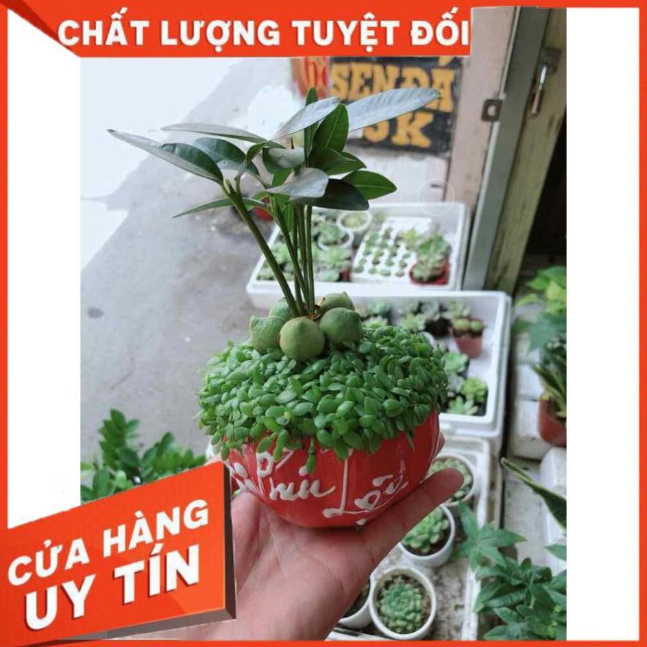 Chậu cây may mắn Nhiều Người Mua