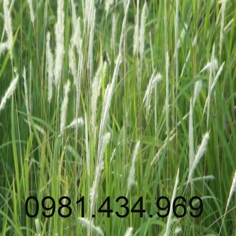 Rễ Cỏ Tranh Khô 500G Loại 01 Khô Mới