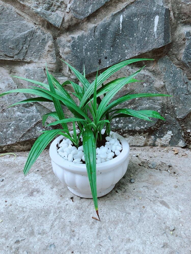Chậu Cây Lan Đất Cho Hoa Màu Đỏ Hoặc Vàng