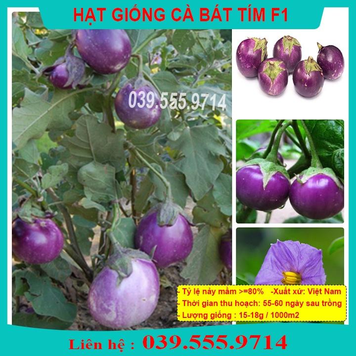 HẠT GIỐNG CÀ BÁT TÍM - QUẢ CÀ TO TRÒN GIEO TRỒNG QUANH NĂM