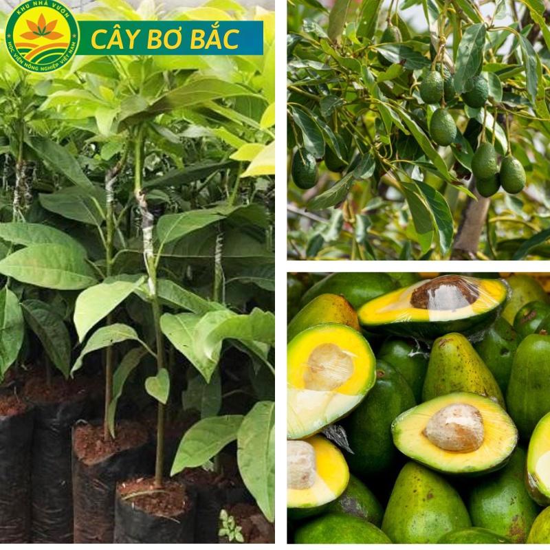Cây Bơ Bắc