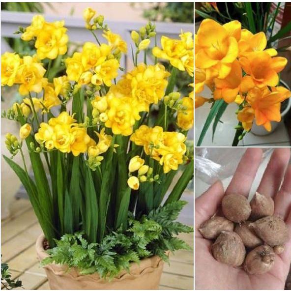 3 Củ giống hoa lan nam phi hoa màu vàng-củ tươi,có mầm sẵn,dể trồng