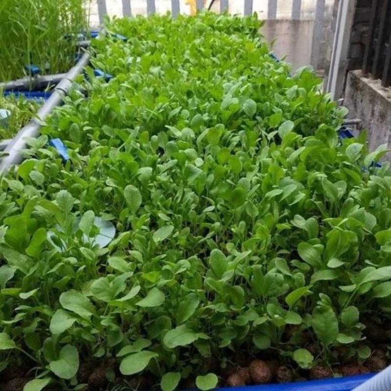 1kg Viên đất nung, đất sét nung, sỏi nhẹ SFARM, chuyên lót đáy chậu trồng cây, rải bề mặt chậu giúp thoáng đất