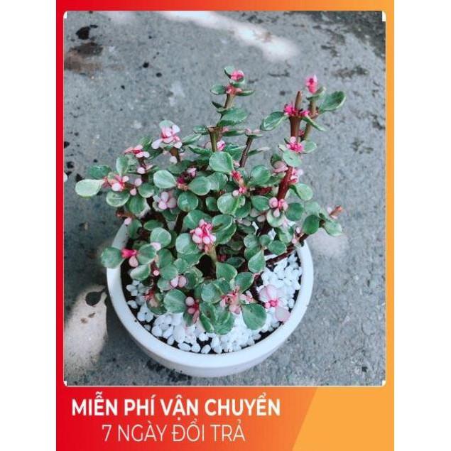 Chậu Đô La Hồng