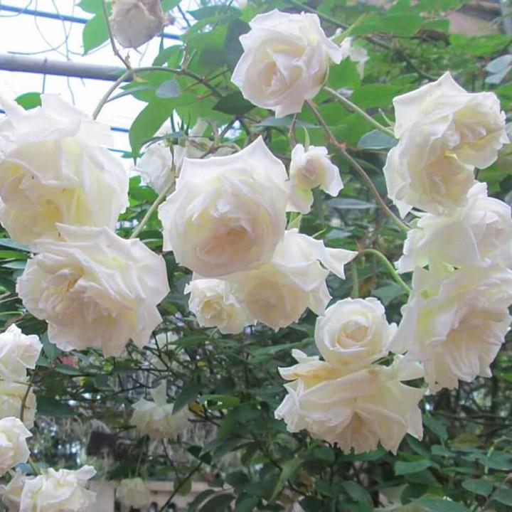 combo 10 bầu ươm cây giống hoa hồng CỔ TRẮNG BẠCH XẾP-Giống hồng cổ trắng đẹp và sai hoa
