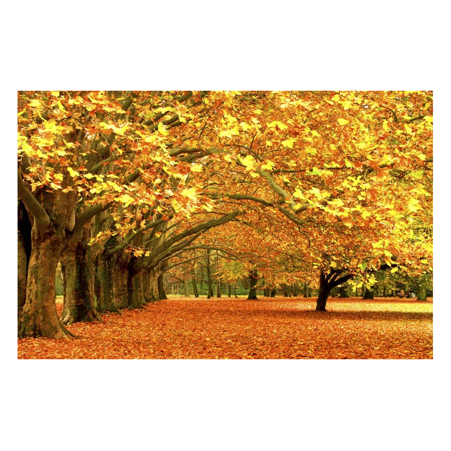 Tranh Dán Tường Phong Cảnh 3D LN013