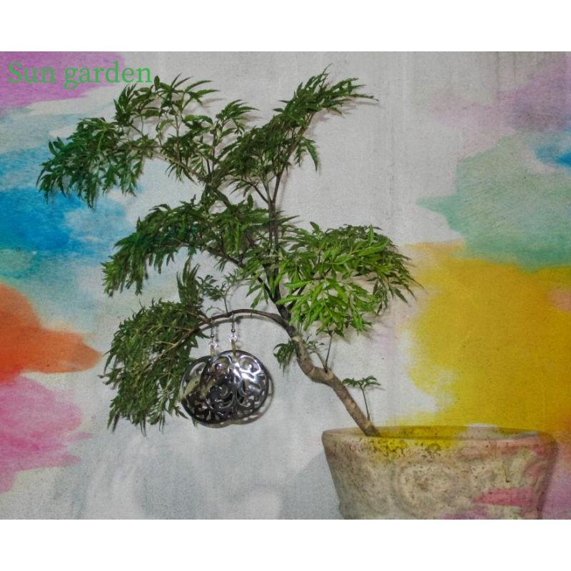 BÔNG TAI KHUYÊN TAI SỪNG BOHO CÁ TÍNH