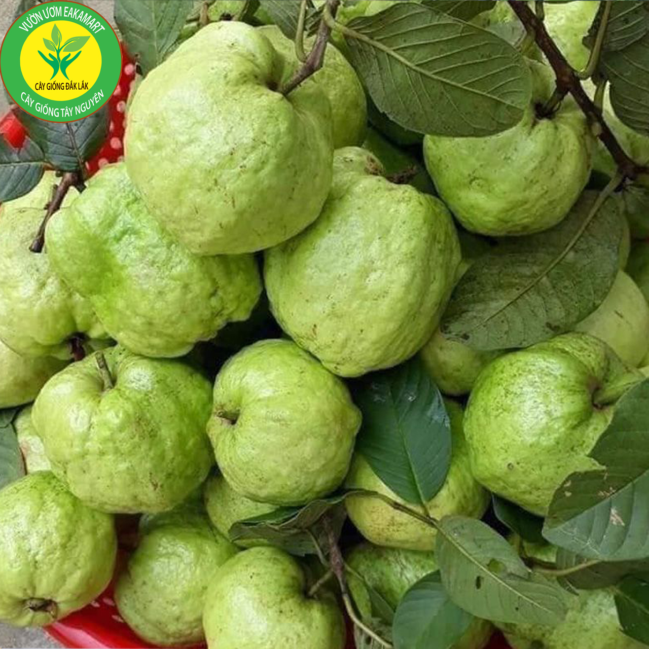 Cây giống ổi nữ hoàng