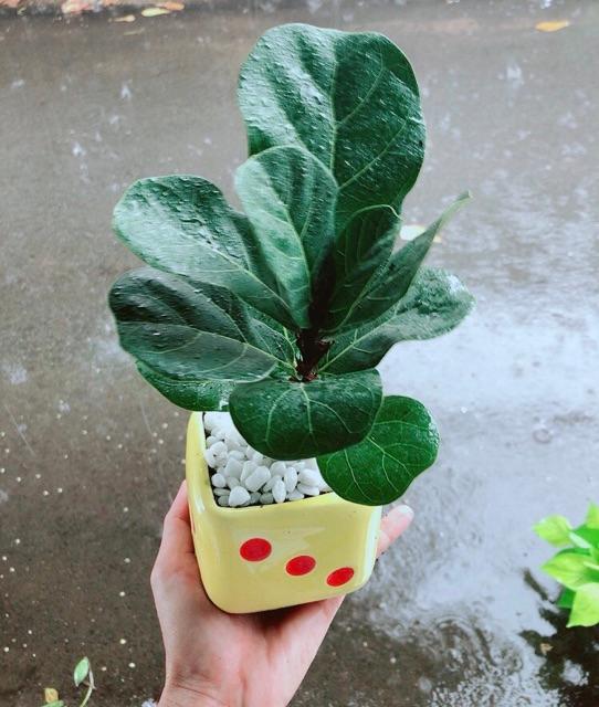 Chậu Bàng Singapore