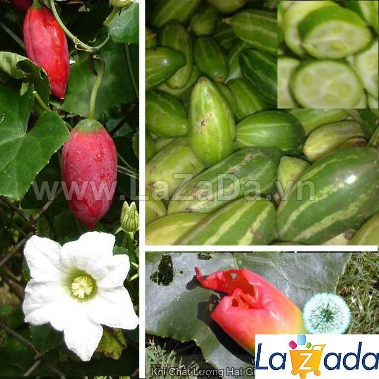 Hạt Giống Cây Bình Bát Dây Dây Bát Mãng Bát a11