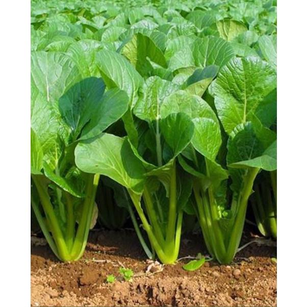 Hạt giống rau cải ngọt cao sản F1 KNS3400 - 1 gói 10gram