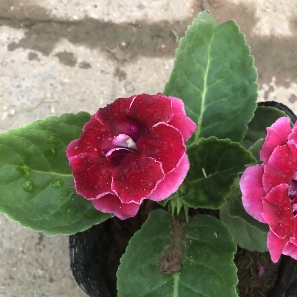 Cây hoa chuông tình yêu , Cao 15cm hoa nở bắt mắt màu sắc rực rỡ sức sống khỏe mang nhiều ý nghĩa