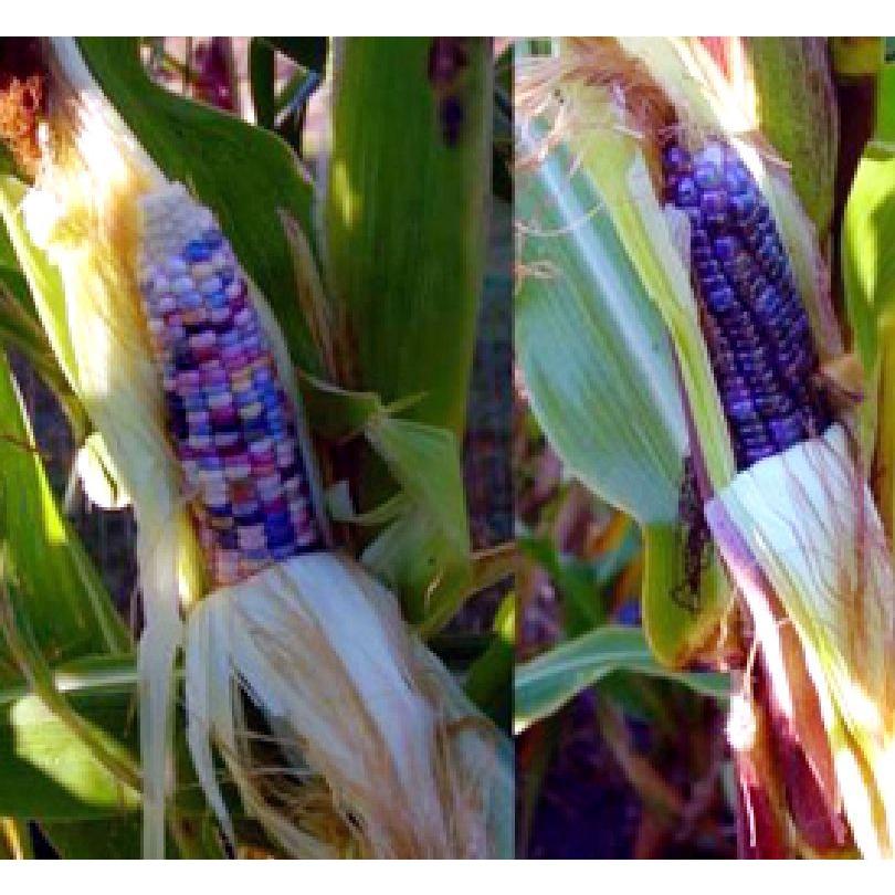 Hạt Giống Ngô nhiều gói 30 hạt-tặng kèm gói phân bón lót