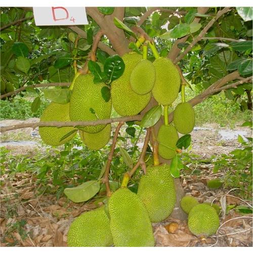 CÂY GIỐNG MÍT THÁI SIÊU SỚM CHANGAI SIÊU NGỌT.CAM KẾT GIỐNG CHUẨN, BẢO HÀNH CHUẨN F1