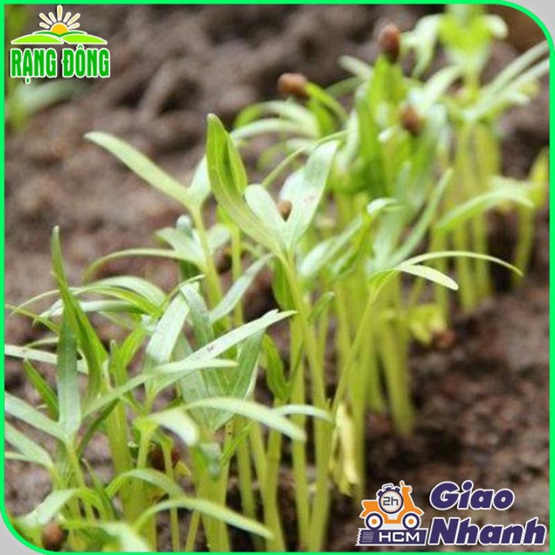 Hạt Giống Rau Muống Lá Tre Dễ Trồng, Sinh Trưởng Tốt, Năng Suất Cao - Hạt giống Rạng Đông