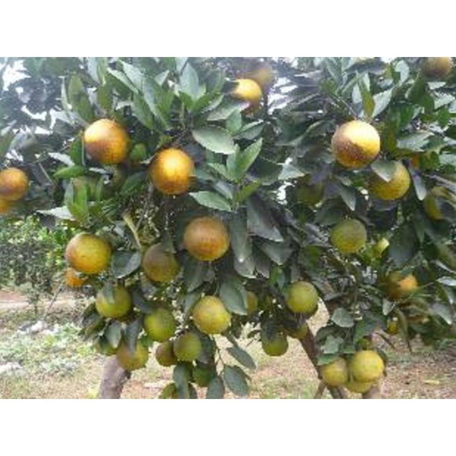 CÂY GIỐNG CAM Valencia -V2