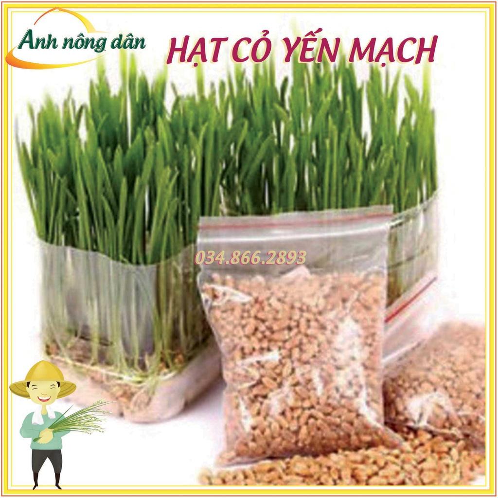 1kg Hạt giống cỏ Yến Mạch - cỏ chó mèo