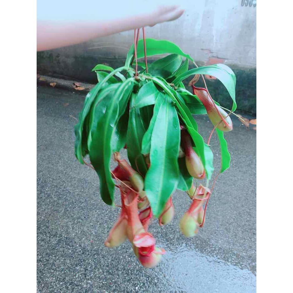 Chậu Nắp Ấm Size Đại Bán Chạy