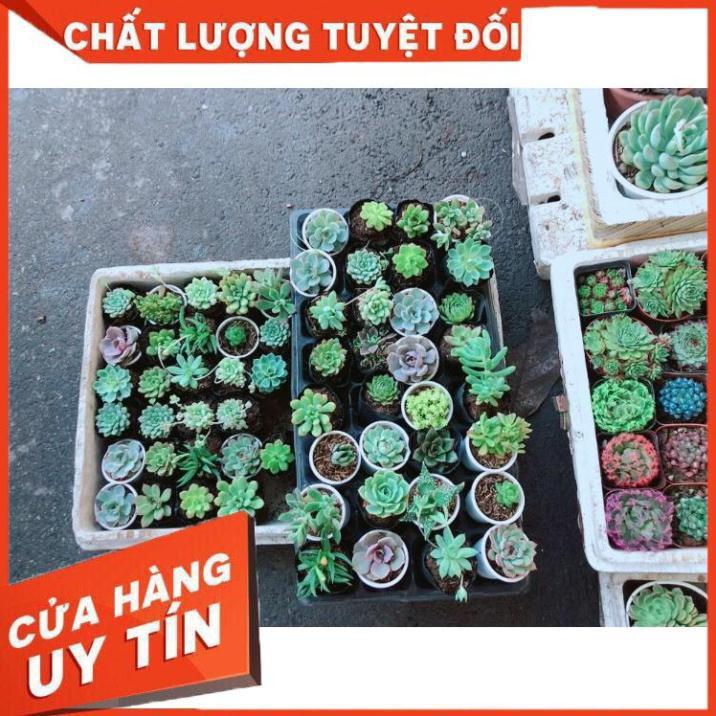 Combo 10 cây sen đá Nhiều Người Mua