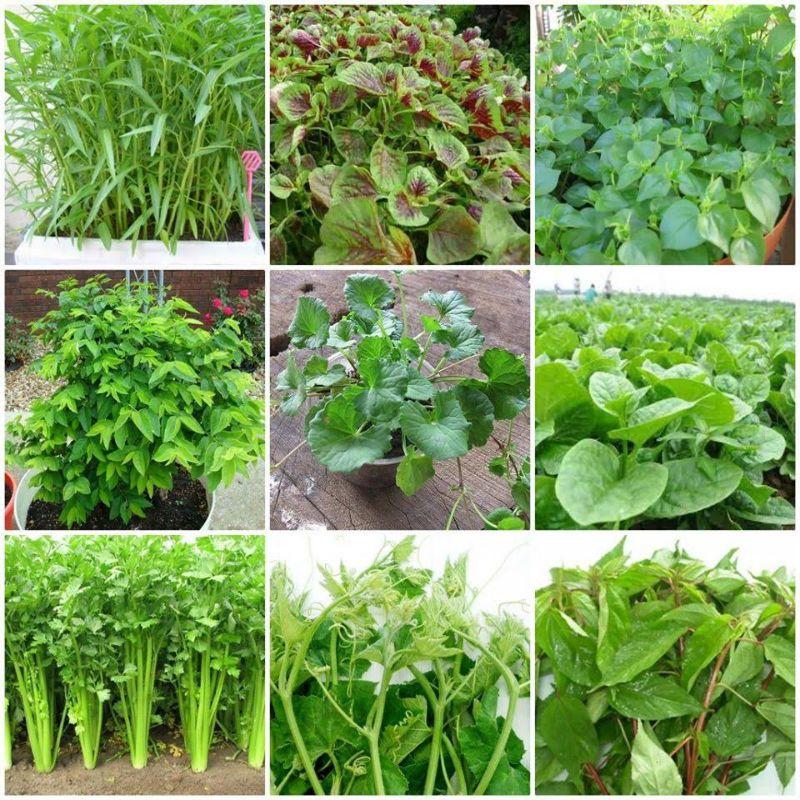 Bả mồi diệt ốc sên hại cây trồng, mầm rễ hoa lan . Siêu diệt ốc, dẫn dụ cực nhạy