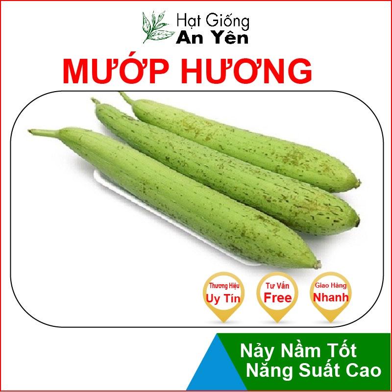 Hạt giống Mướp Hương thu hoạch sớm, dễ trồng, nảy mầm cao, sinh trưởng khoẻ
