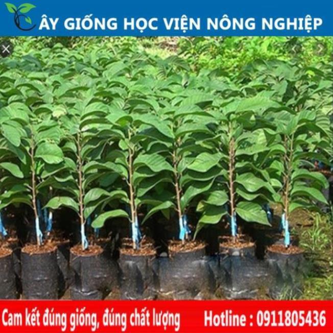 Sản phẩm Cây Ăn Trái cây giống na thái