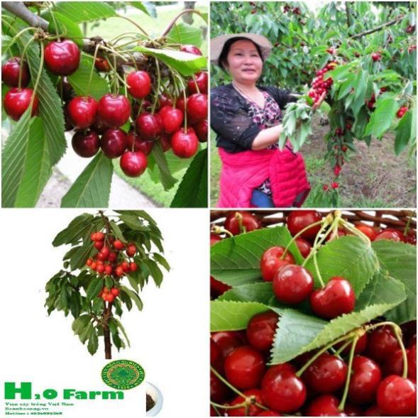 Cây cherry nhập khẩu chịu nhiệt + Tặng 01 cây dâu da đất ( bòn bon)