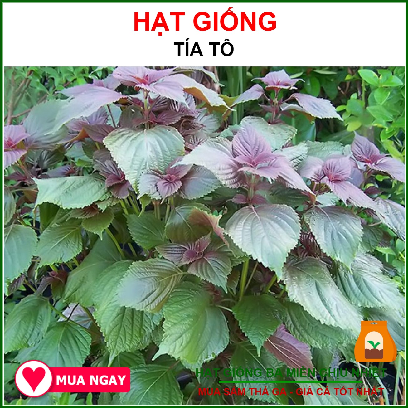 Hạt Giống Tía Tô Sen Vàng Gói 2gram