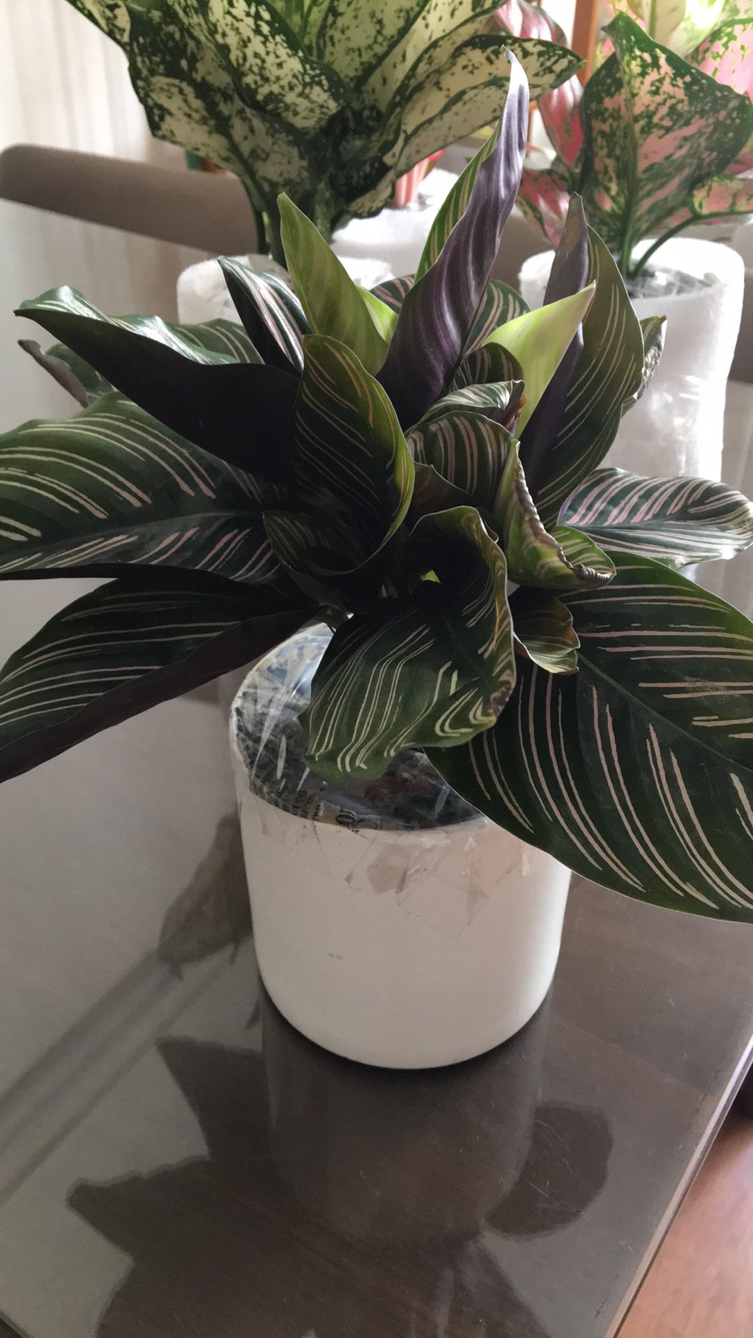 Cây Đuôi Công Tím Chậu Sứ Để Bàn Tặng Kèm Sỏi Trang Trí