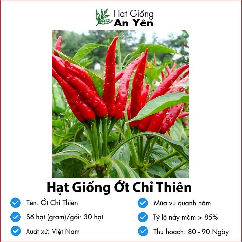 Hạt giống Ớt Chỉ Thiên thu hoạch sớm, dễ trồng, nảy mầm cao, sinh trưởng khoẻ
