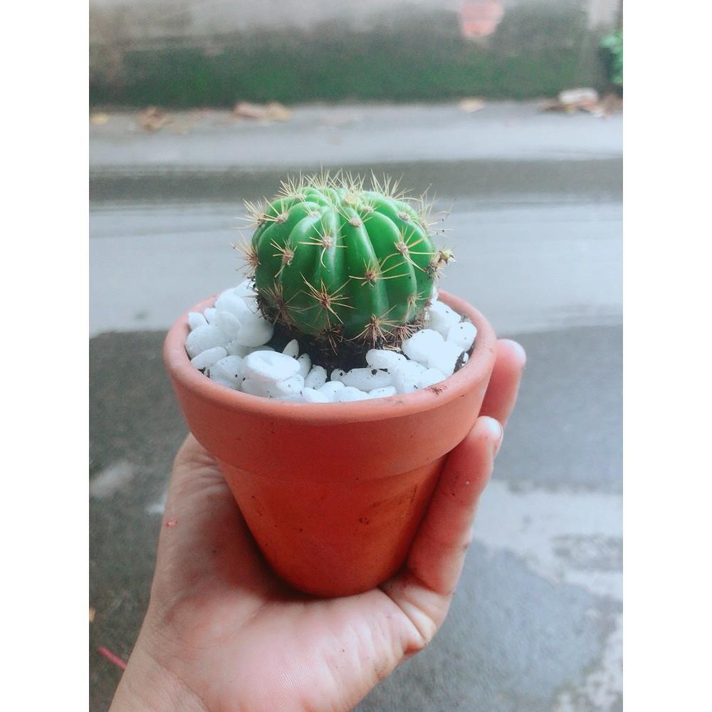 Chậu Xương Rồng Bí Xanh