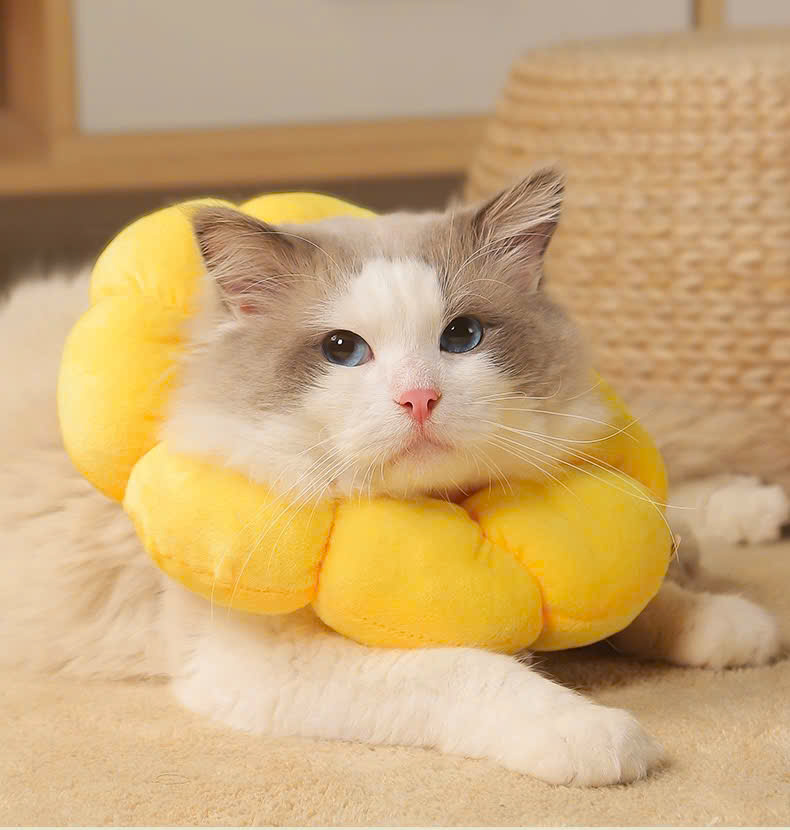 VÒNG CỔ THÚ CƯNG VÒNG CỔ LOA CHỐNG LIẾM CHO THỎ CHÓ MÈO BÔNG HOA DỄ THƯƠNG TỪ 0.5-5.5KG MÃ 10 CHO CHÓ MÈO THỎ