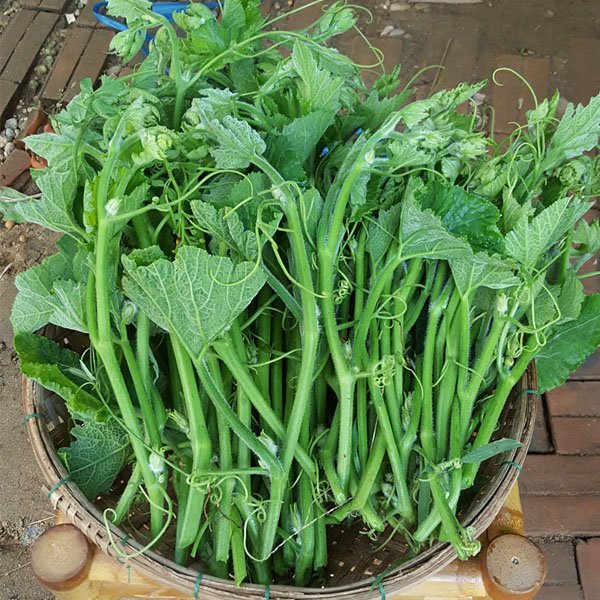 Hạt Giống Bí Siêu Ngọn Gói 10gram Sen Vàng