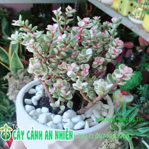 Chậu Cây Cành Vàng Lá Ngọc