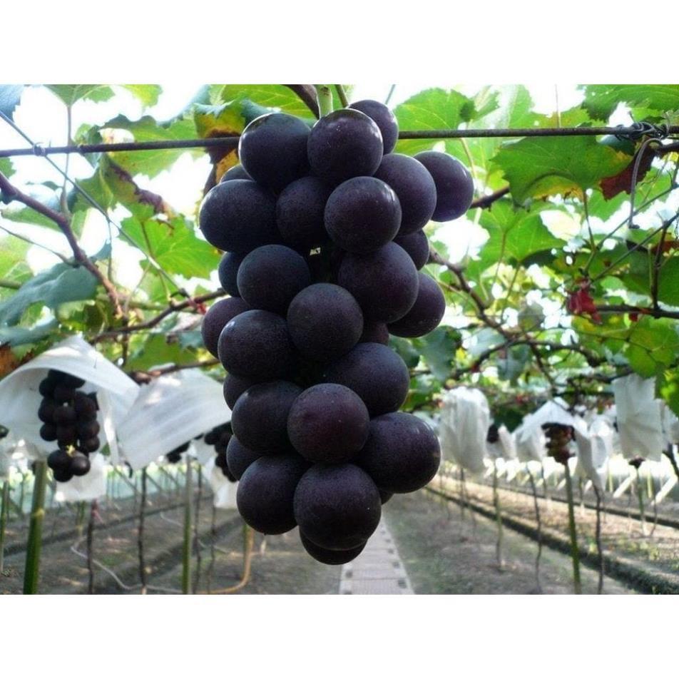 Cây Giống Nho, Chống Chịu Tốt, Cho Năng Suất Cao, Dễ Trồng