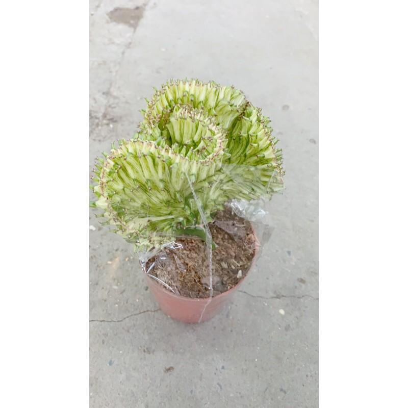 Xương Rồng Vạn Lý