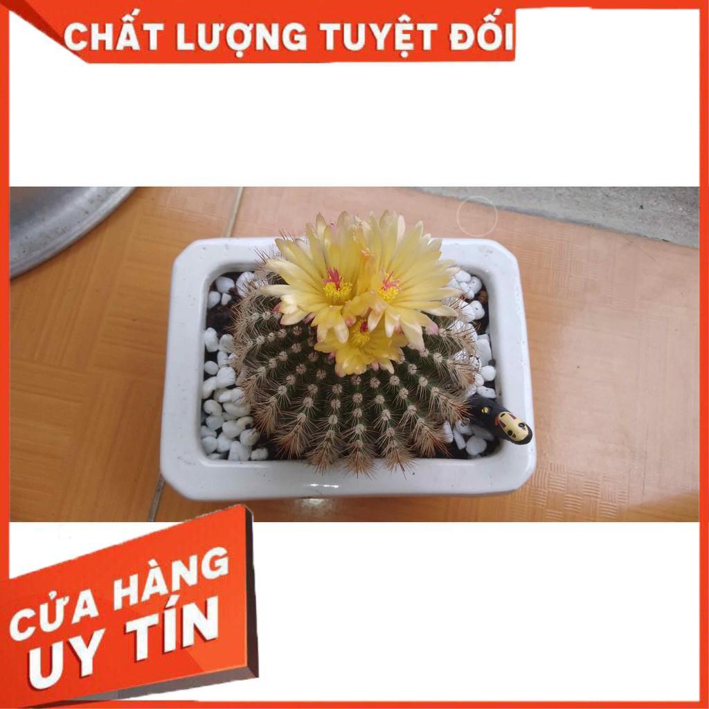 Xương rồng kim hổ Nhiều Người Mua