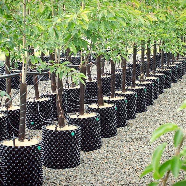 Bầu Ươm V6, Dày 0.7mm, Bầu Ươm Cây Thông Minh Cao 20cm đến 1m / Hồng Thanh Garden