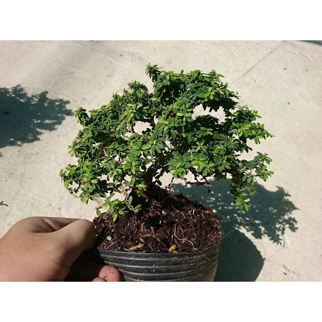 Cây Linh Sam Bonsai - cây cảnh bonsai + tặng phân bón cho cây